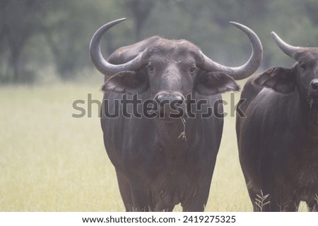 Buffalo cows with babies. In african plains.