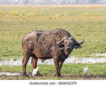 Buffalo, dagga boy, striking a posing in Bwabwata National Park, Namibia