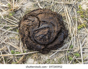 Buffalo dung on soil