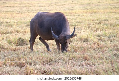 Buffalo eating straw​ in​ the​ harvested​ fields 