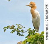 The buffalo egret with the scientific name Bubulcus ibis is the smallest type of egret that perches proudly on a tree branch with a white color and yellow head pattern.