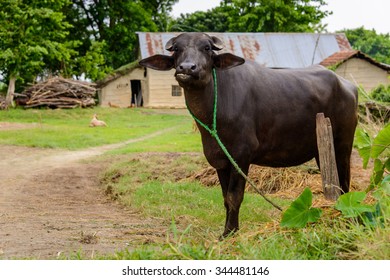 Buffalo In A Farm In Terai, Nepal