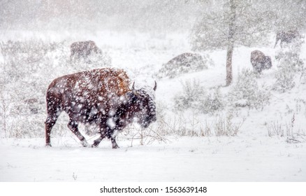 Buffalo Farm Traverse City Michigan