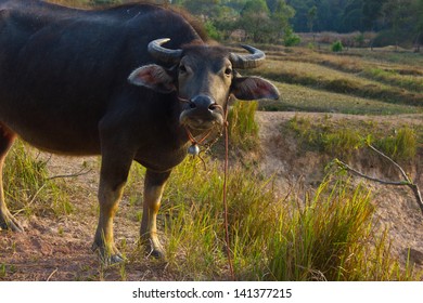 Buffalo in the fields