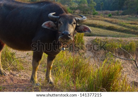 Buffalo in the fields