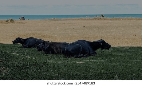 Buffalo, fields, beaches and clear blue skies. - Powered by Shutterstock