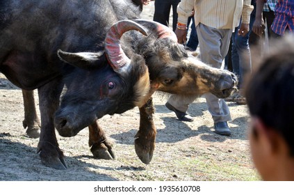 Buffalo Fighting In Bhopal, Madhya Pradesh, India. This King Of Fight Is Organised In Villages Near City To Show The Power Of Animal And His Master. 