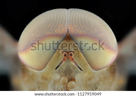 Similar – Image, Stock Photo Passport photo of a freshly bred chick