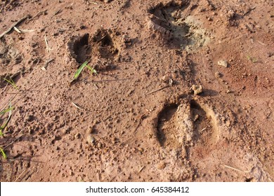 Buffalo Footprint Images, Stock Photos & Vectors | Shutterstock