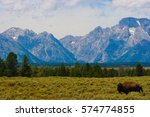 Buffalo in front of Mount Moran, Teton National Park, Wyoming