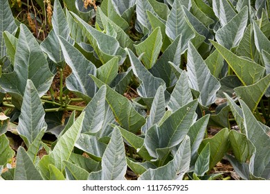 Buffalo Gourd Plant Leaves