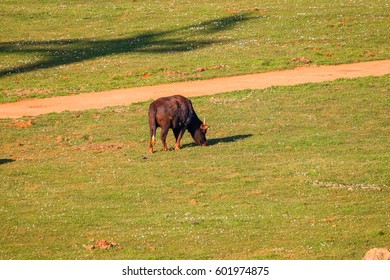 Buffalo in grass field