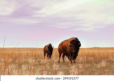 Buffalo graze on a golden field