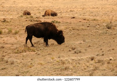 Buffalo grazing in the American West