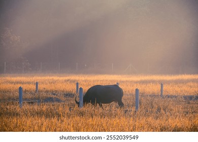 A buffalo is grazing  in a grass field surrounded by barbed wire amid golden morning sunlight and mist - Powered by Shutterstock