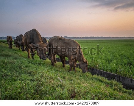 Buffalo grazing on the edge of rice field at dawn,location in Sukoharjo,Central java,Indonesia.