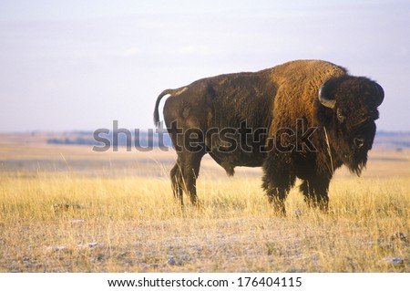 Buffalo grazing on range, Niobrara National wildlife Refuge, NE