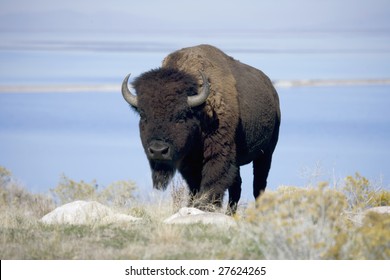 Buffalo with the Great Salt Lake behind