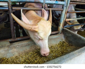 Buffalo has skin and white hair Which is caused by irregularities, in farm thailand.