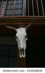 Buffalo Head Skull As Home Decoration Photo