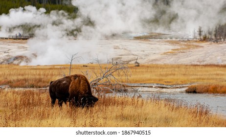 257 Heard of buffalo Images, Stock Photos & Vectors | Shutterstock