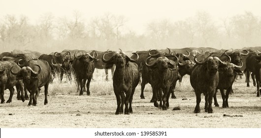 Buffalo Herd