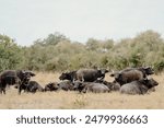 A buffalo herd in dry grassland with trees.
