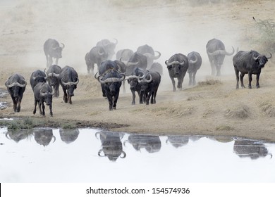 Buffalo herd going to drink.