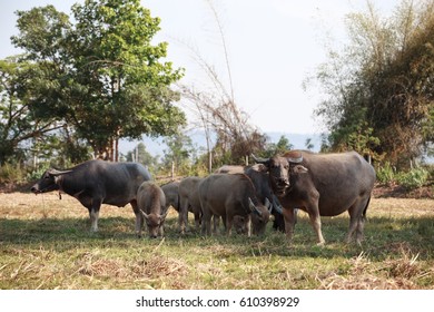 Buffalo herd on the farm.