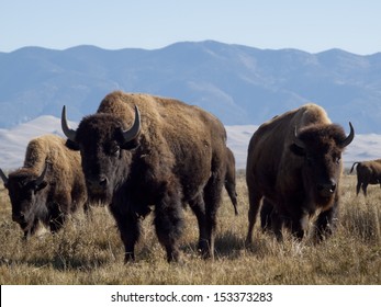 Buffalo Herd On Zapata Ranch, Colorado. 