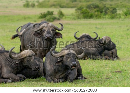 Buffalo herd resting in Massai Mara