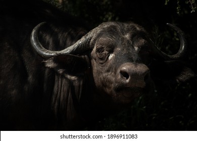 Buffalo hidden in tree shadows