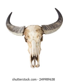 848 African buffalo skull Images, Stock Photos & Vectors | Shutterstock