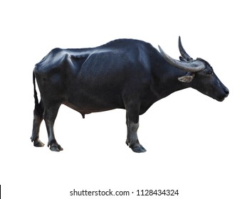 Buffalo Isolated On The White Background 