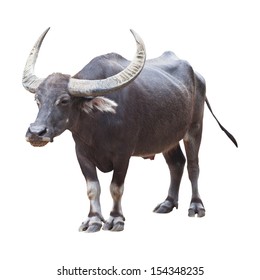 Buffalo Isolated On The White Background