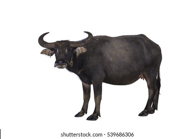 98,775 Buffalo In Farm Images, Stock Photos & Vectors | Shutterstock