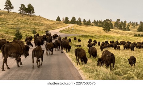 buffalo jam on the road in Custer State Park - Shutterstock ID 2297503575