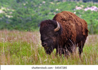 Buffalo Of Lawton,Oklahoma.