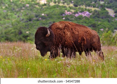 Buffalo Of Lawton,Oklahoma.