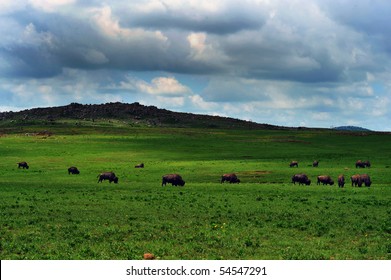 Buffalo Of Lawton,Oklahoma.