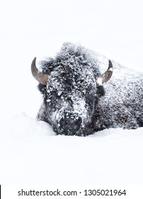 A Buffalo Lays In The Snow With Fresh Snow Covering His Face And Body With A Pure White Background