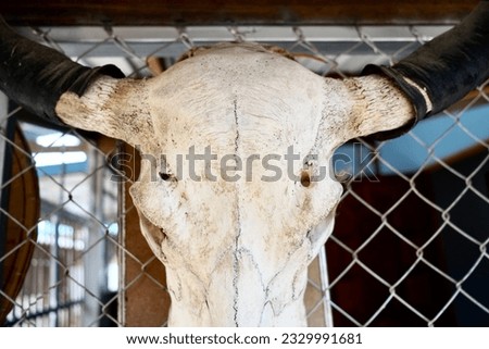 Buffalo longhorn, skull, toro, cow animal.