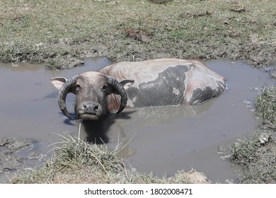 Buffalo In The Mud In East Timor