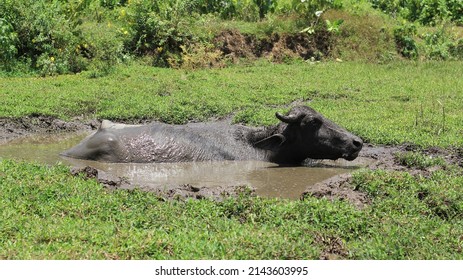 Buffalo Muddy Water Pond Relaxes Asia Stock Photo 2143603995 | Shutterstock