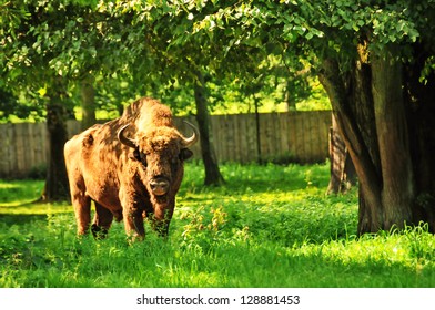 Buffalo In Nature Reserve In Bialowieza, Poland