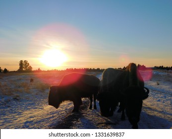 Buffalo In A Nebraska Sunset        