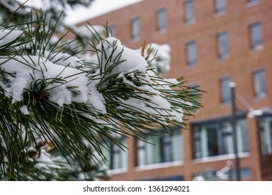 Buffalo, NY / USA - February 10 2018: A Pile Of Snow Collecting On A Tree.