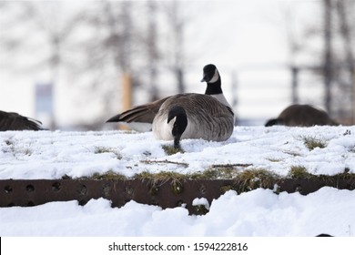 Buffalo, NY/USA - December 20, 2019: Wilkeson Pointe At Outer Harbor, Fuhrman Boulevard On Lake Erie In Winter In Downtown Buffalo