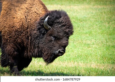 Buffalo Out For A Walk At Custer State Park, North Dakota.