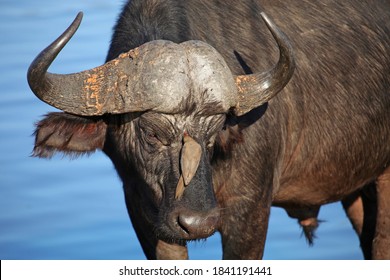 Buffalo with Oxpecker on face, Sabi Sands Game Reserve, South Africa
